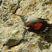 Wallcreeper