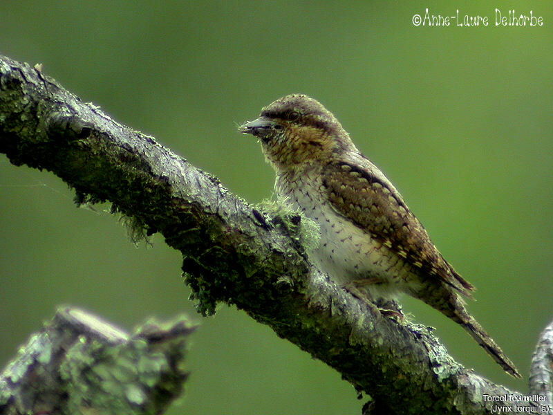 Eurasian Wryneck