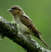 Eurasian Wryneck