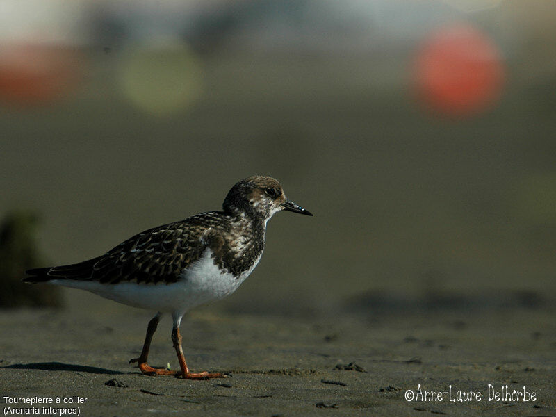 Ruddy Turnstone