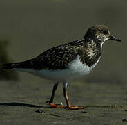 Ruddy Turnstone