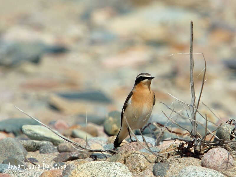 Northern Wheatear