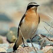 Northern Wheatear