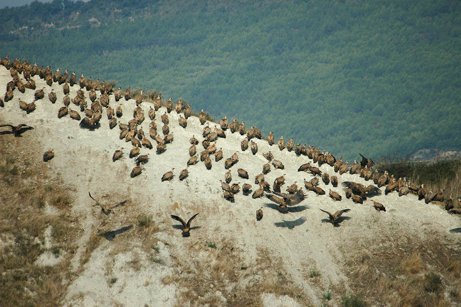 Griffon Vulture