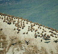 Griffon Vulture