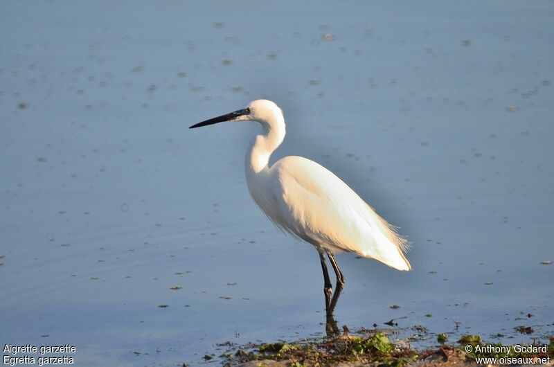 Little Egretadult