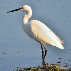 Aigrette garzette