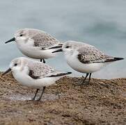 Sanderling