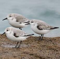 Bécasseau sanderling