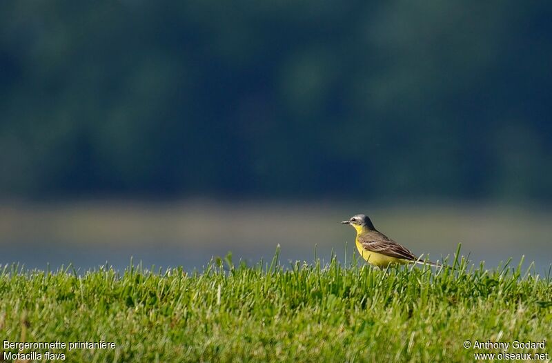 Western Yellow Wagtail male adult breeding, identification