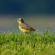 Western Yellow Wagtail