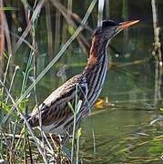 Little Bittern