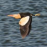 Little Bittern