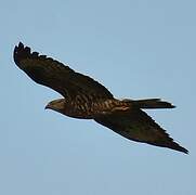 European Honey Buzzard