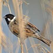 Common Reed Bunting