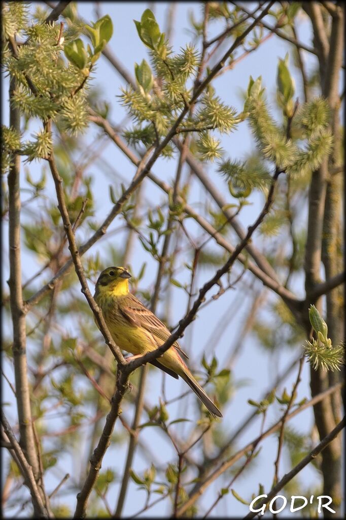 Yellowhammer male adult breeding