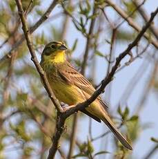 Bruant jaune