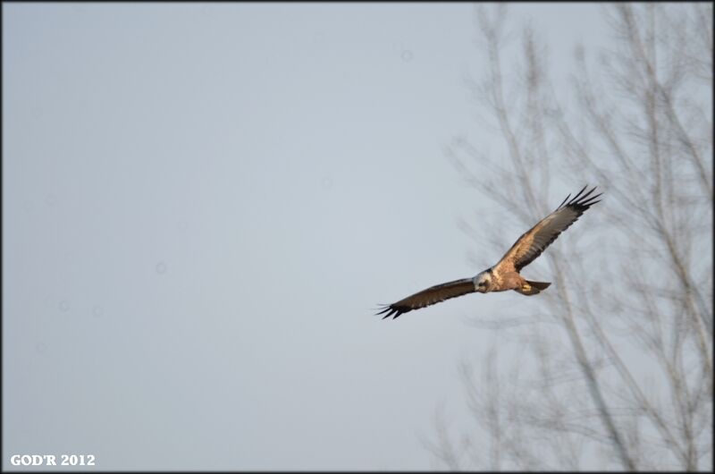 Western Marsh Harrier male adult