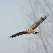 Western Marsh Harrier