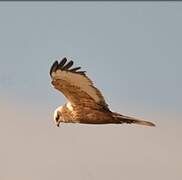 Western Marsh Harrier