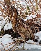 Eurasian Bittern