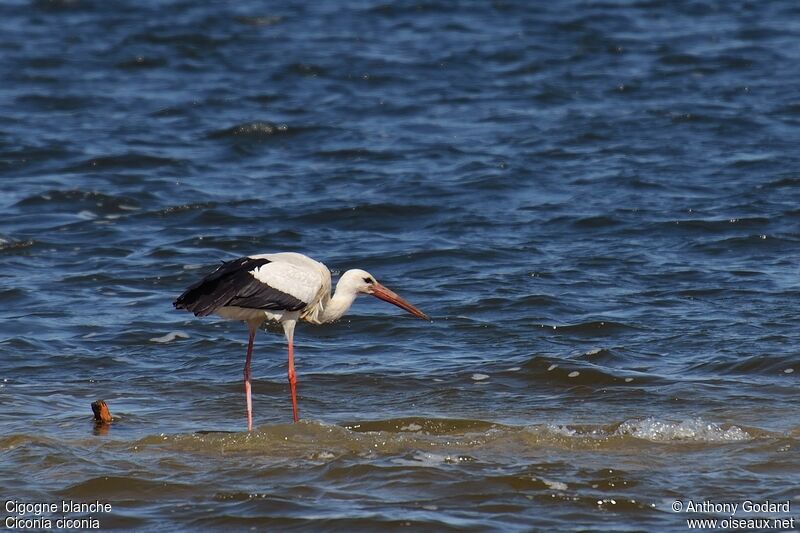 White Storkadult, identification