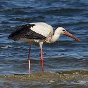 Cigogne blanche