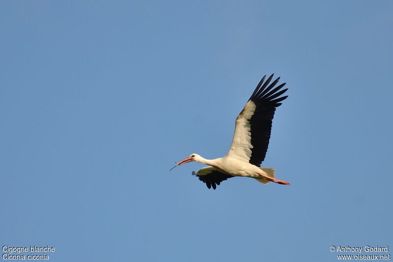 Cigogne blancheadulte, Vol