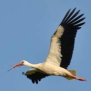 White Stork