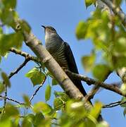 Common Cuckoo