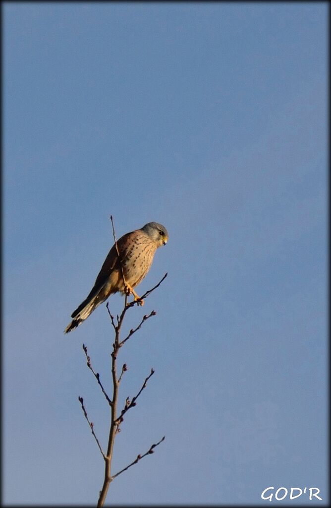 Common Kestrel male adult