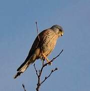 Common Kestrel