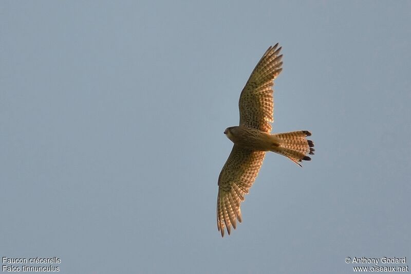 Common Kestrel female adult, Flight