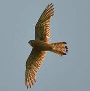 Common Kestrel