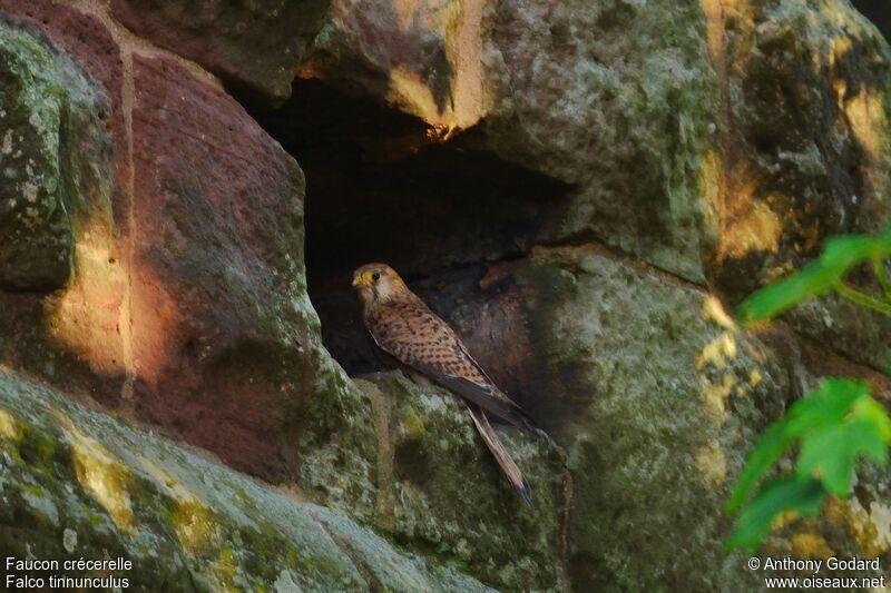 Common Kestrel female adult, Reproduction-nesting