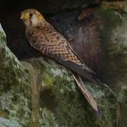 Common Kestrel