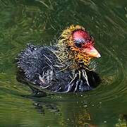 Eurasian Coot