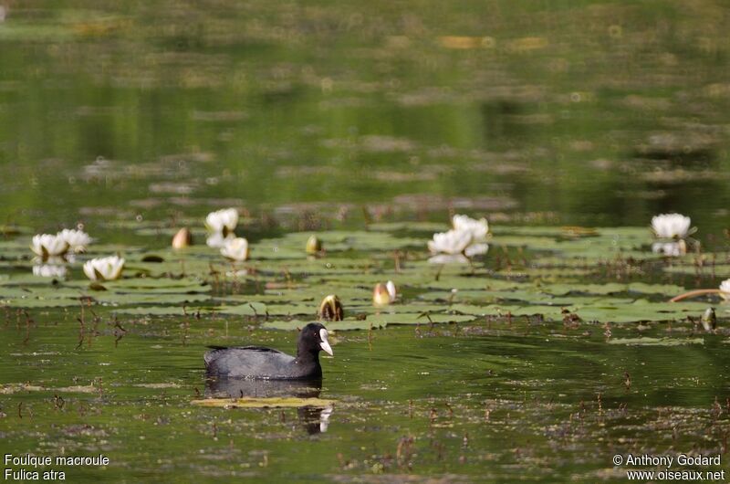 Eurasian Cootadult, identification