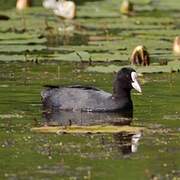 Eurasian Coot