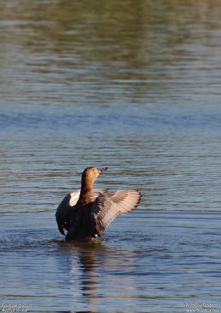 Common Pochard female adult, Behaviour