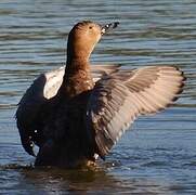 Common Pochard