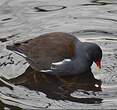 Gallinule poule-d'eau