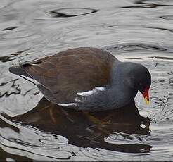 Gallinule poule-d'eau