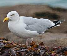 European Herring Gull