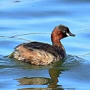 Little Grebe