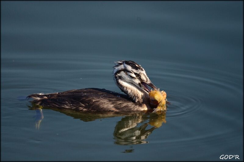 Great Crested GrebeFirst year