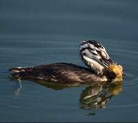 Great Crested Grebe