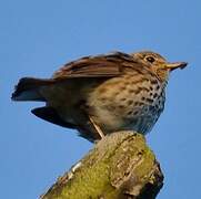 Song Thrush