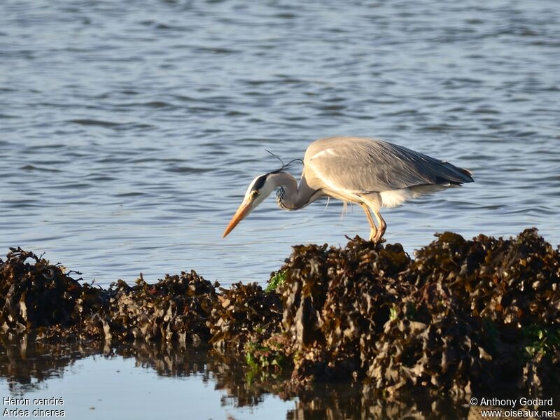 Grey Heronadult, Behaviour