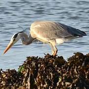 Grey Heron